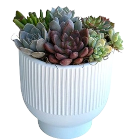 shandis garden Succulent