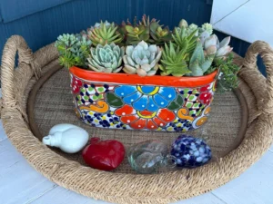colorful succulent plants