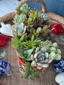 colorful succulent plants