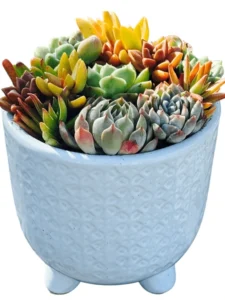 Live Succulent Arrangement