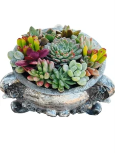 Succulents in Vintage Silver