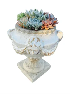 Succulents in Vintage
