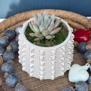Succulent in Studded White Pot