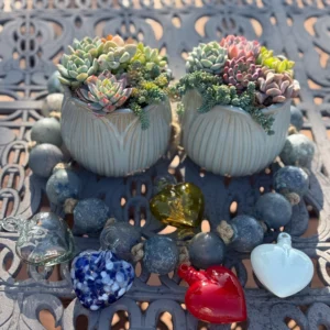 Colorful Succulents in White Pots