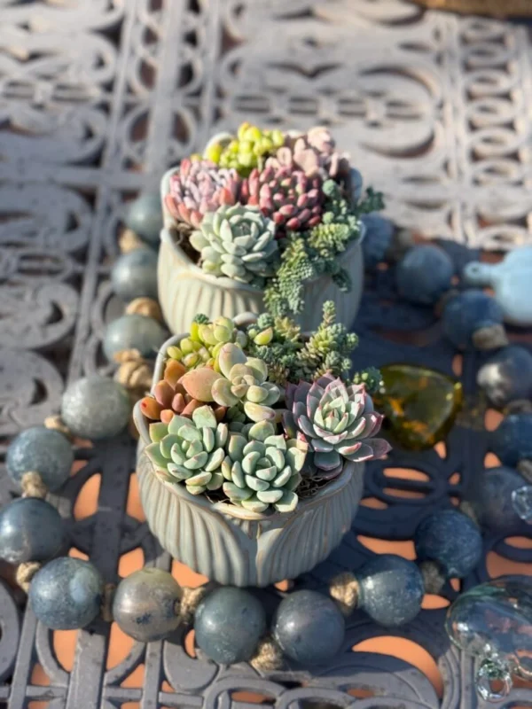 Colorful Succulents in White Pots - Image 3