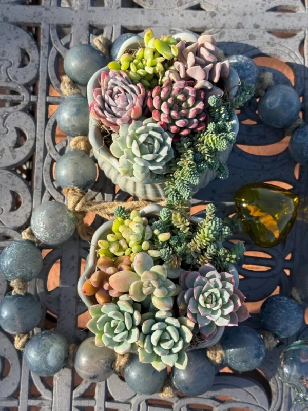 Colorful Succulents in White Pots - Image 2