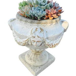Succulents in Vintage Angel Pot